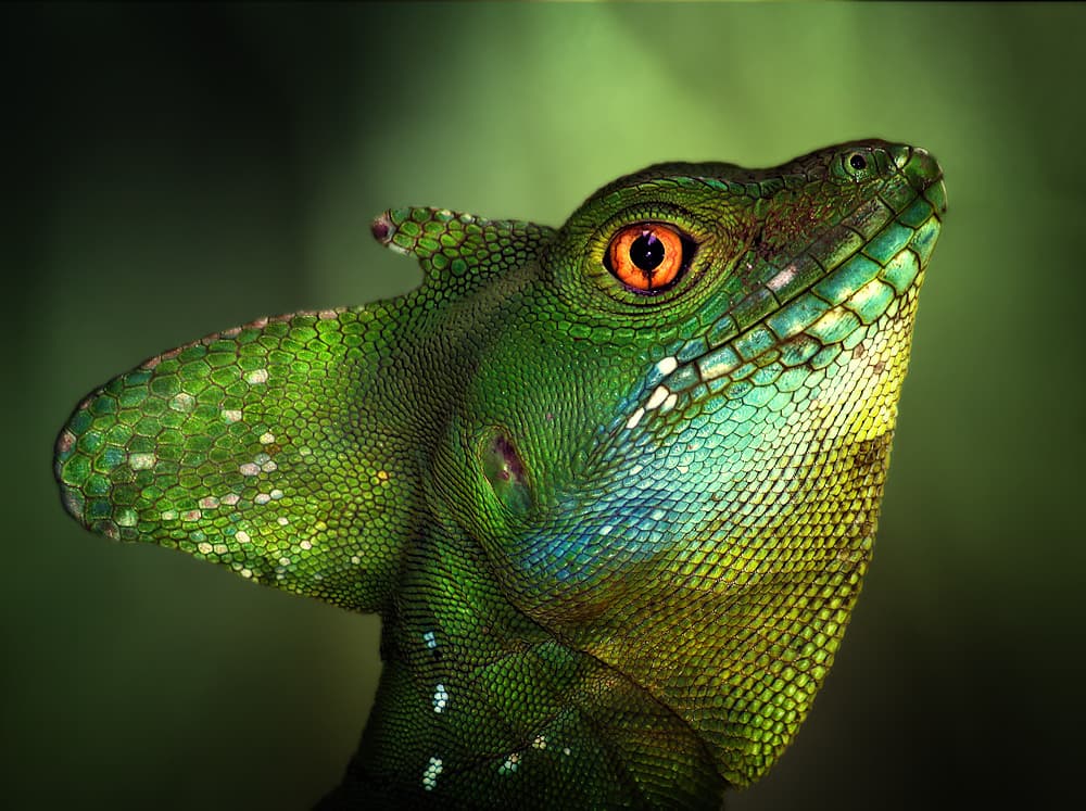 Vibrant Green Lizard by Jimmy Hoffman — canvas wall art