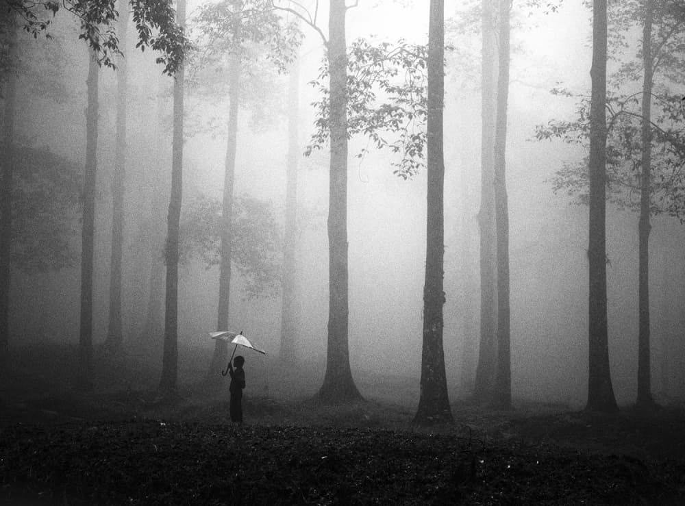 Misty Woods Umbrella by Hengki Lee — canvas wall art