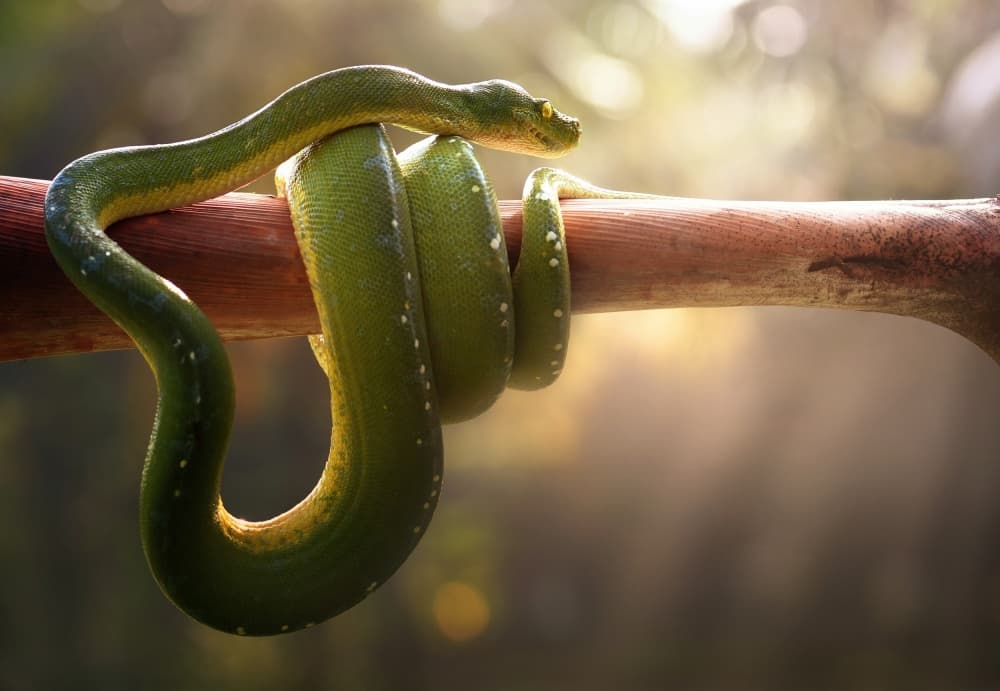 Green Snake On Branch by Fahmi Bhs — canvas wall art