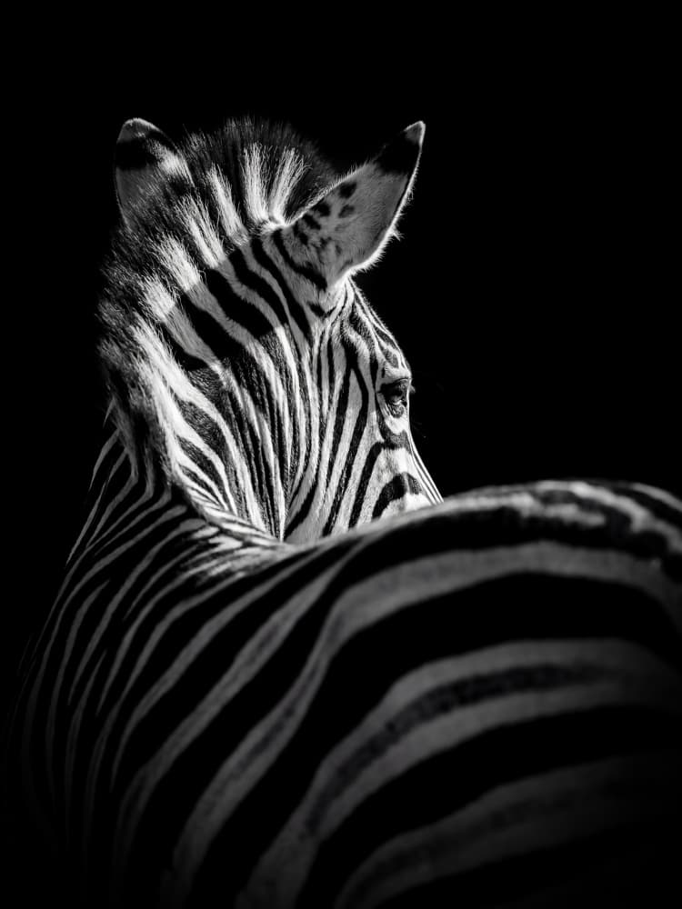 Striking Zebra by Andreas Magnusson — canvas wall art