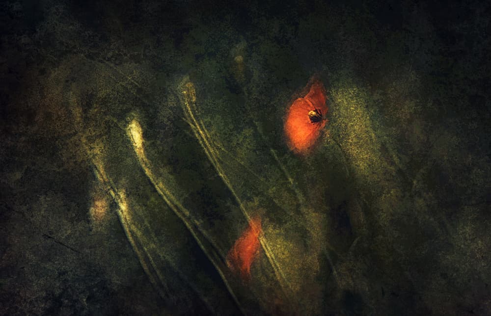 Abstract Red Poppies by Jan van der Linden — canvas wall art