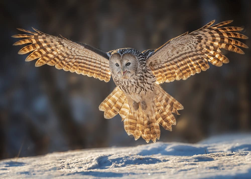 Majestic Owl Flight by Annie Poreider — canvas wall art