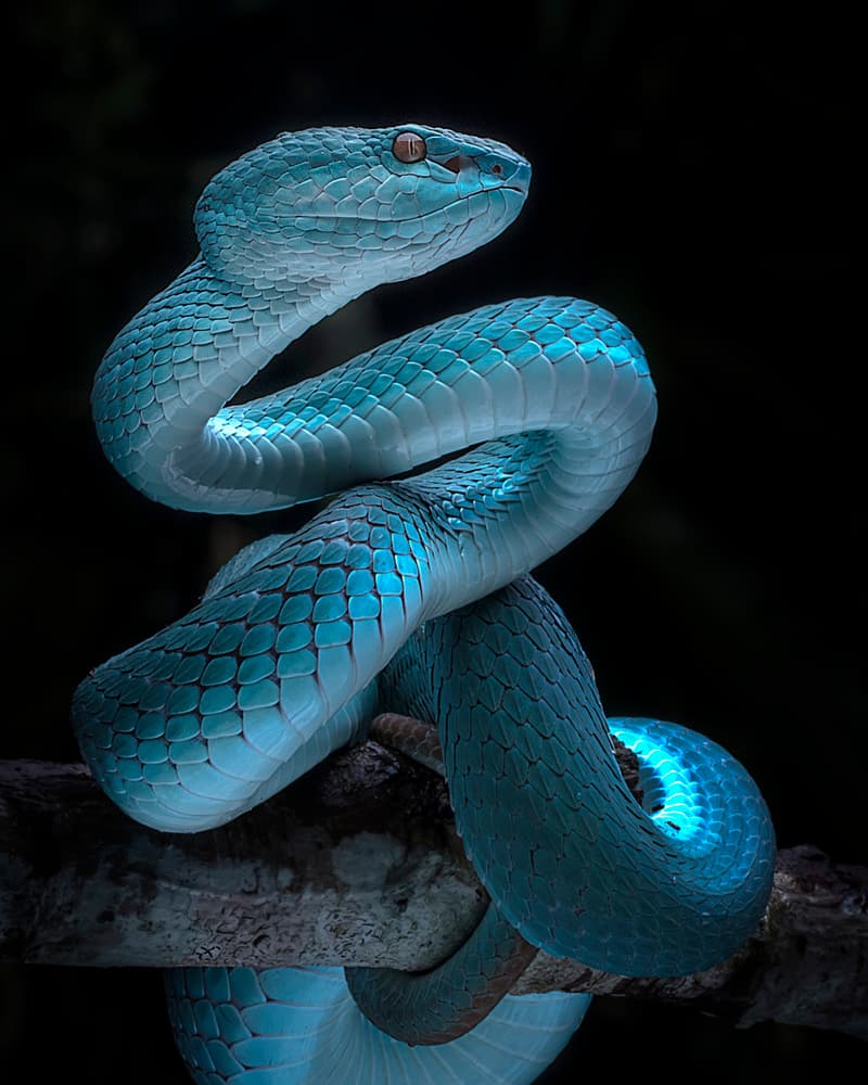 Blue Viper Full Awareness by Fauzan Maududdin — canvas wall art