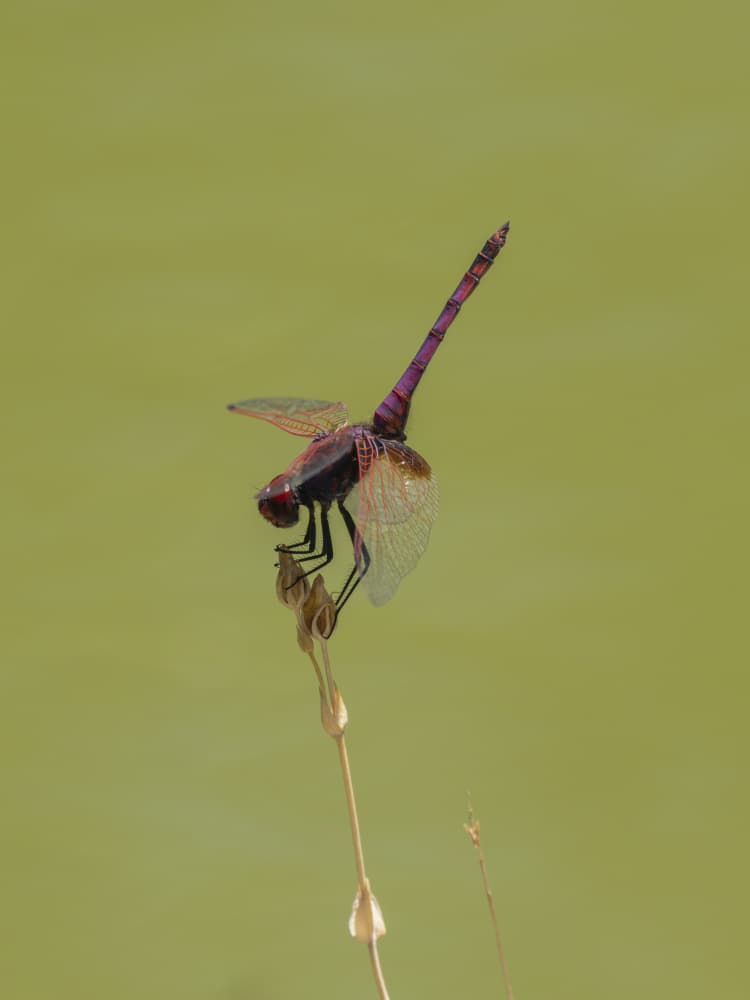 Purple Dragonfly Perched by engin akyurt — canvas wall art