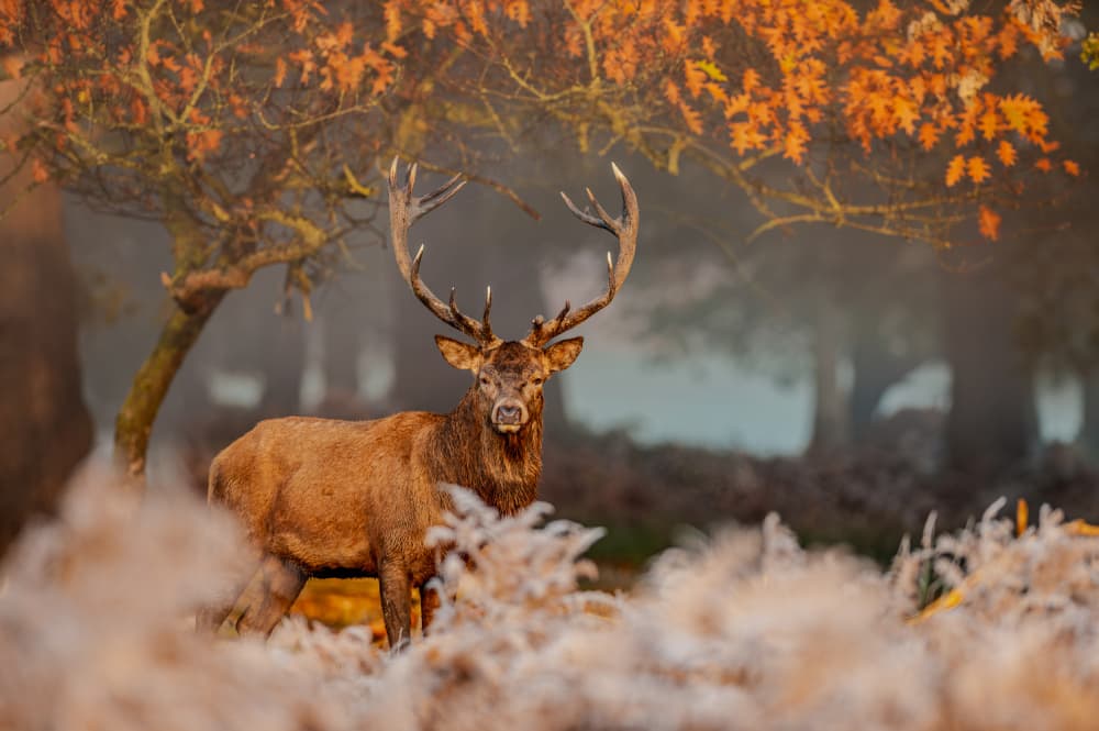 Majestic Red Deer Stag by Radojica Jevric fotorax — canvas wall art