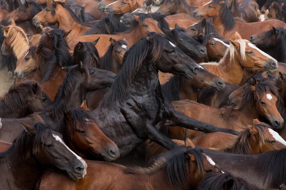 Dynamic Horse Herd by Filipe P Neto — canvas wall art