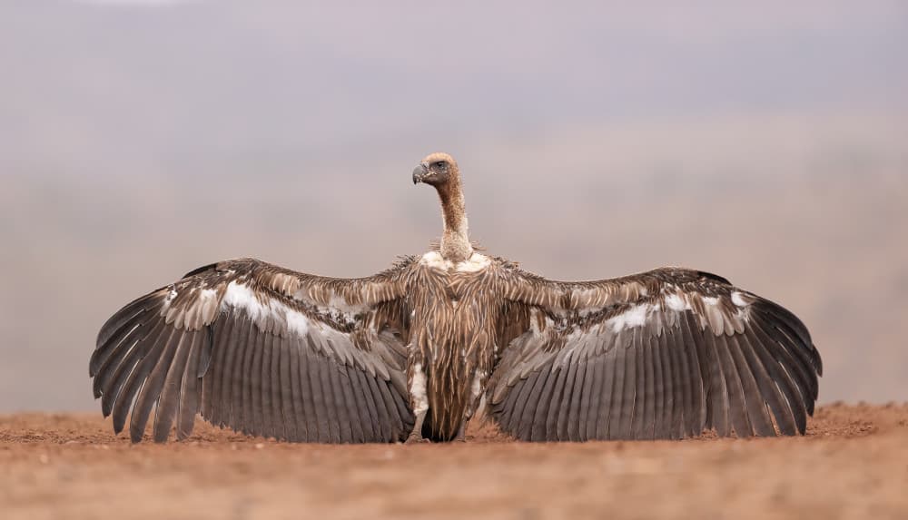 Vulture Spreading Wings by Joan Gil Raga — canvas wall art