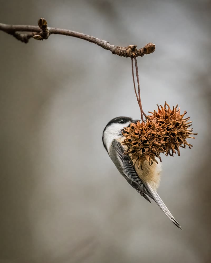 Chickadee On Seed Pod by Xiao Cai — canvas wall art