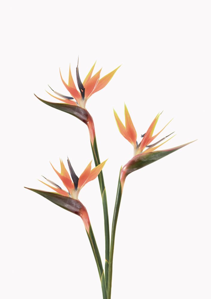 Birds of Paradise by Kathrin Pienaar — canvas wall art