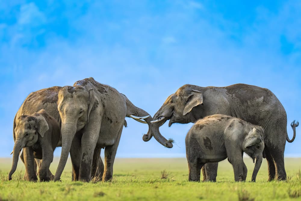Elephant Family Bond by Yogesh Bhatia — canvas wall art