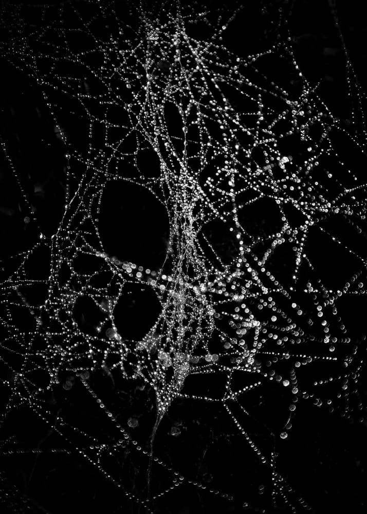 Glistening Spider Web by The Learning Curve Photography — canvas wall art