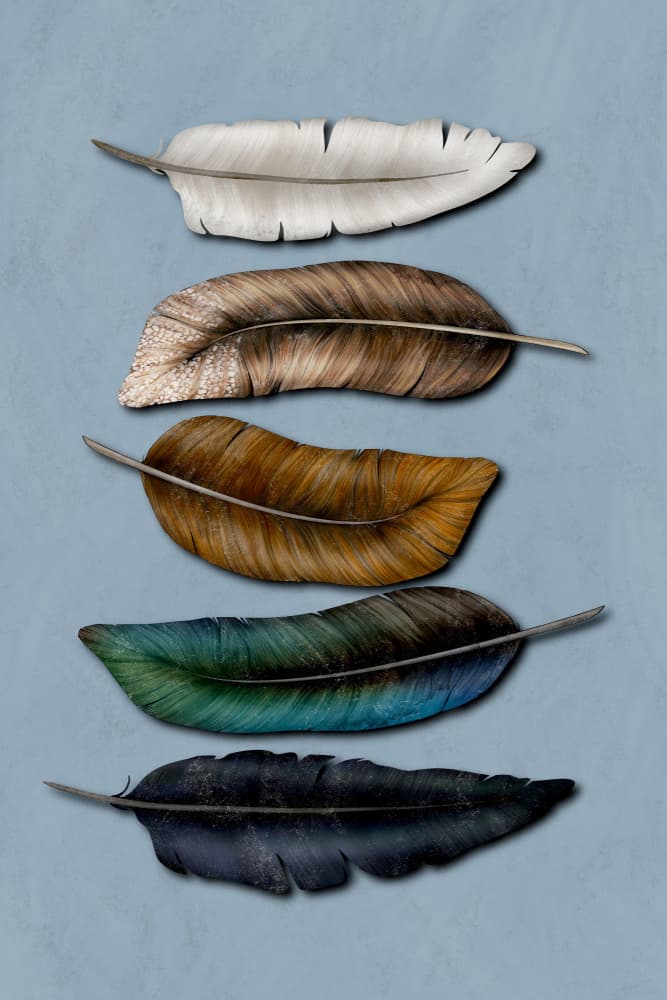 Elegant Natural Feathers by EMELIEmaria — canvas wall art