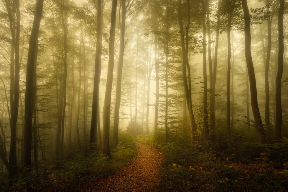 Enchanted Forest Trail by Norbert Maier — canvas wall art