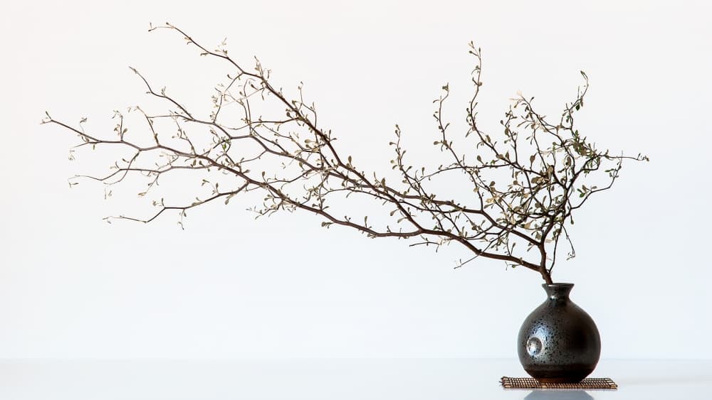 Budding Branch in Vase by prbimages — canvas wall art