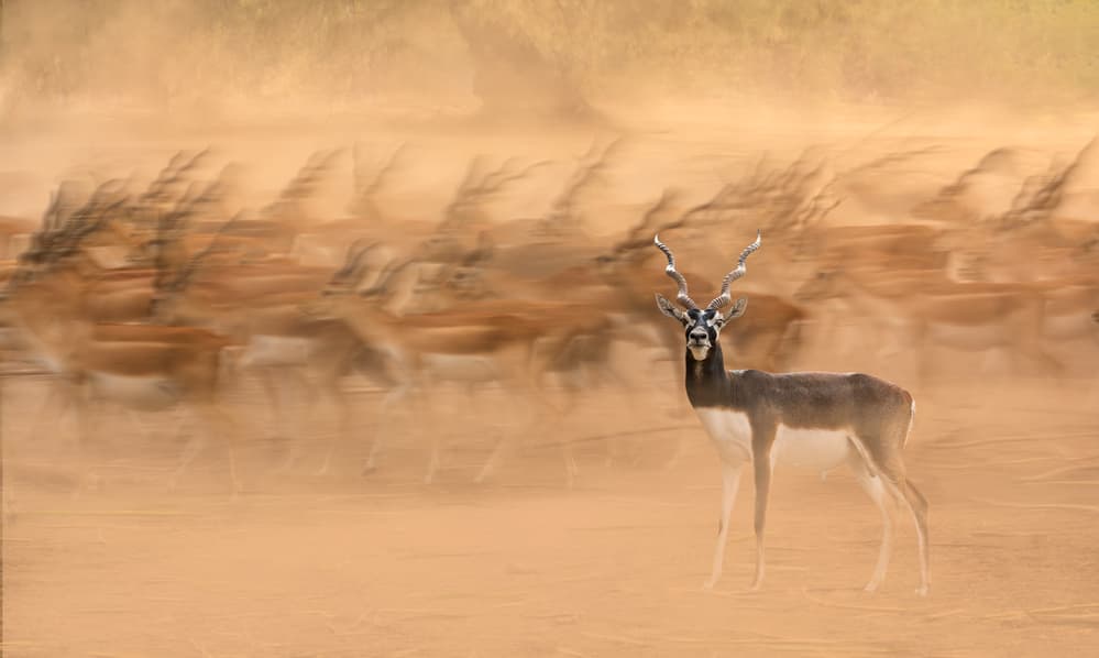 Black Bucks by Sayyed Nayyer Reza — canvas wall art