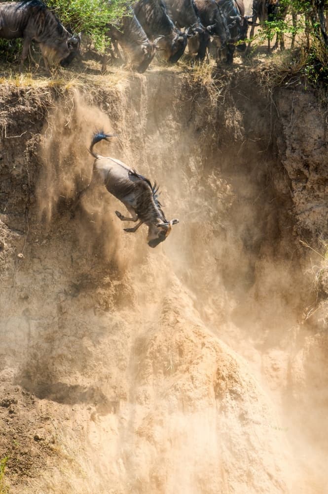 Falling Wildebeest Migration by Mohammed Alnaser — canvas wall art