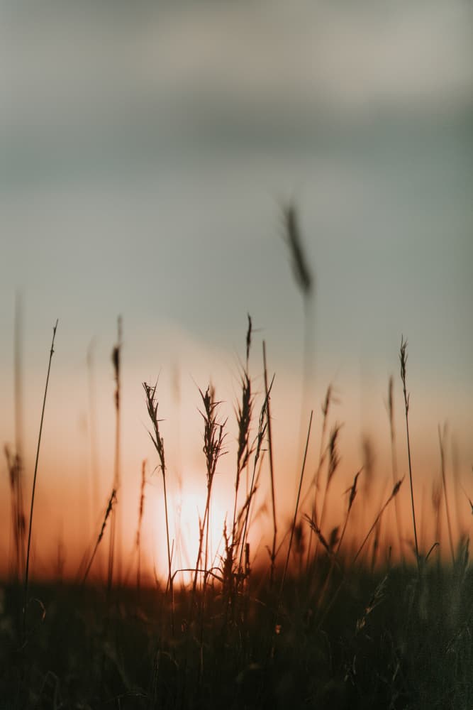 Golden Hour Field Grass by Javier Pardina — canvas wall art