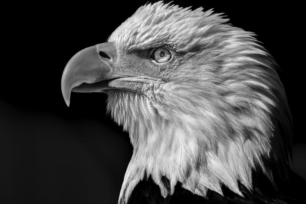 Majestic Eagle Gaze by Martin Bisaillon — canvas wall art