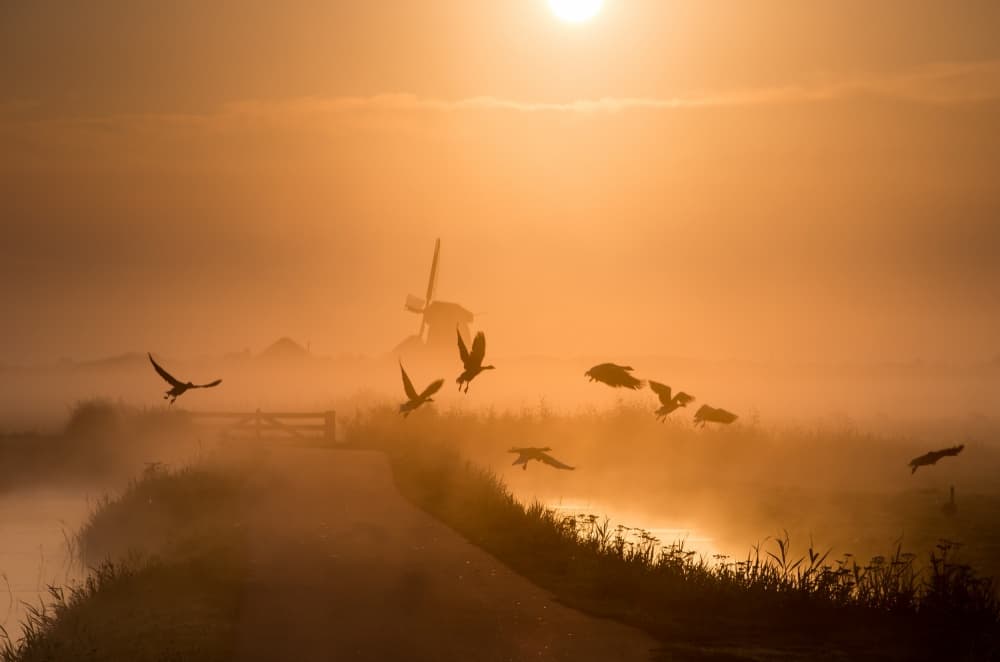 Misty Dawn Birds Windmill