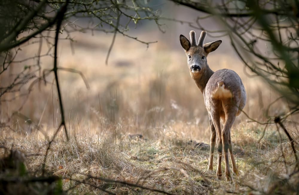Alert Roe Deer by Jørgen Sørensen — canvas wall art