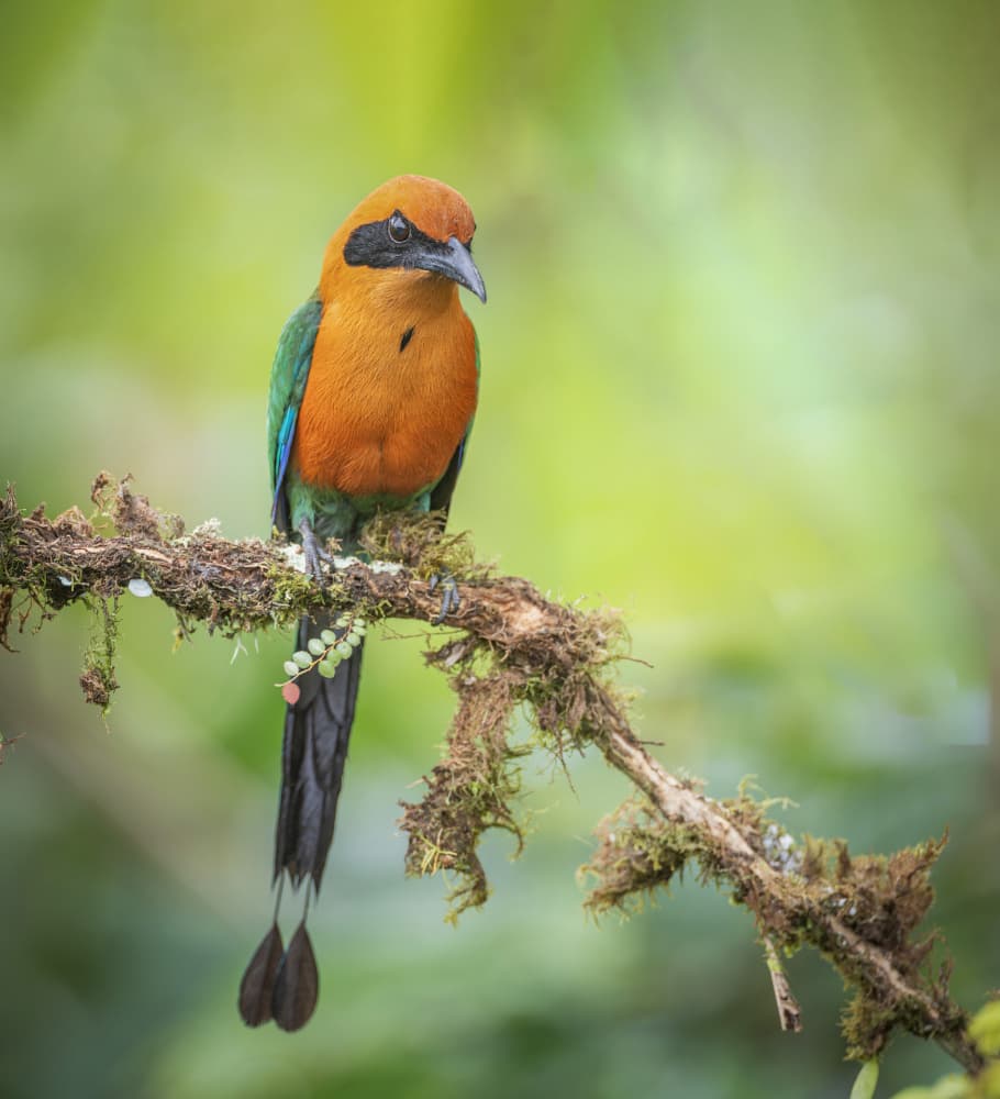 Vibrant Motmot Perched by Taksing (吉星高照) — canvas wall art