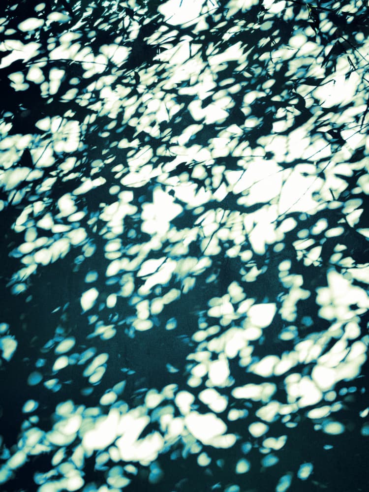 Dappled Leaf Shadows by Angelo Cerantola — canvas wall art