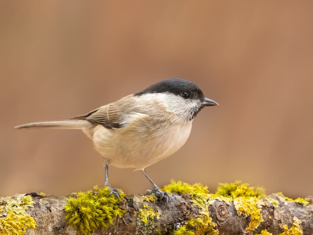 Willow Tit on Branch by Annie Keizer — canvas wall art