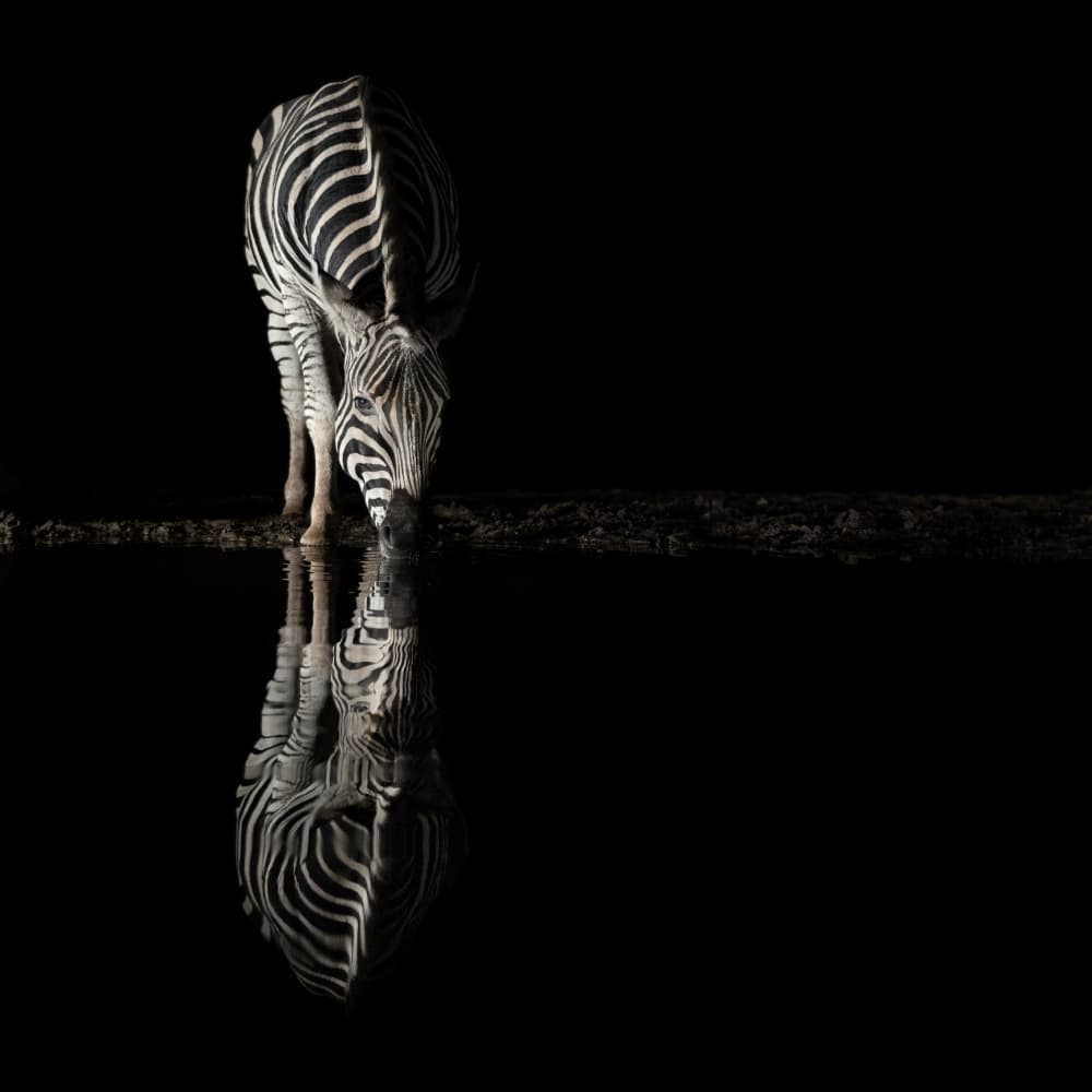 Night Zebra Reflection by Bart Michiels — canvas wall art
