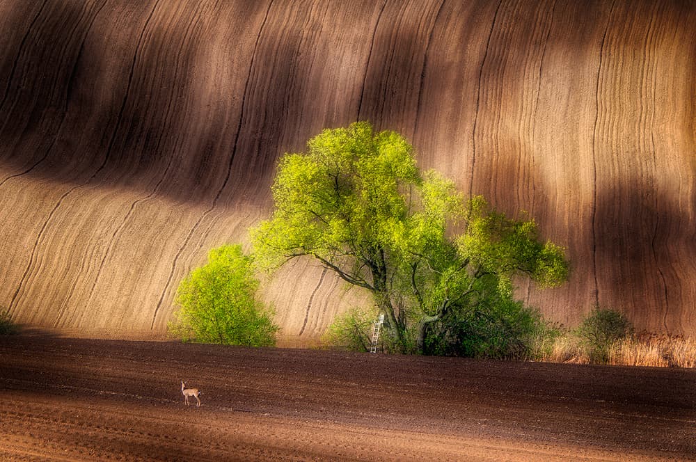 Deer In Wavy Fields by Piotr Krol (Bax) — canvas wall art