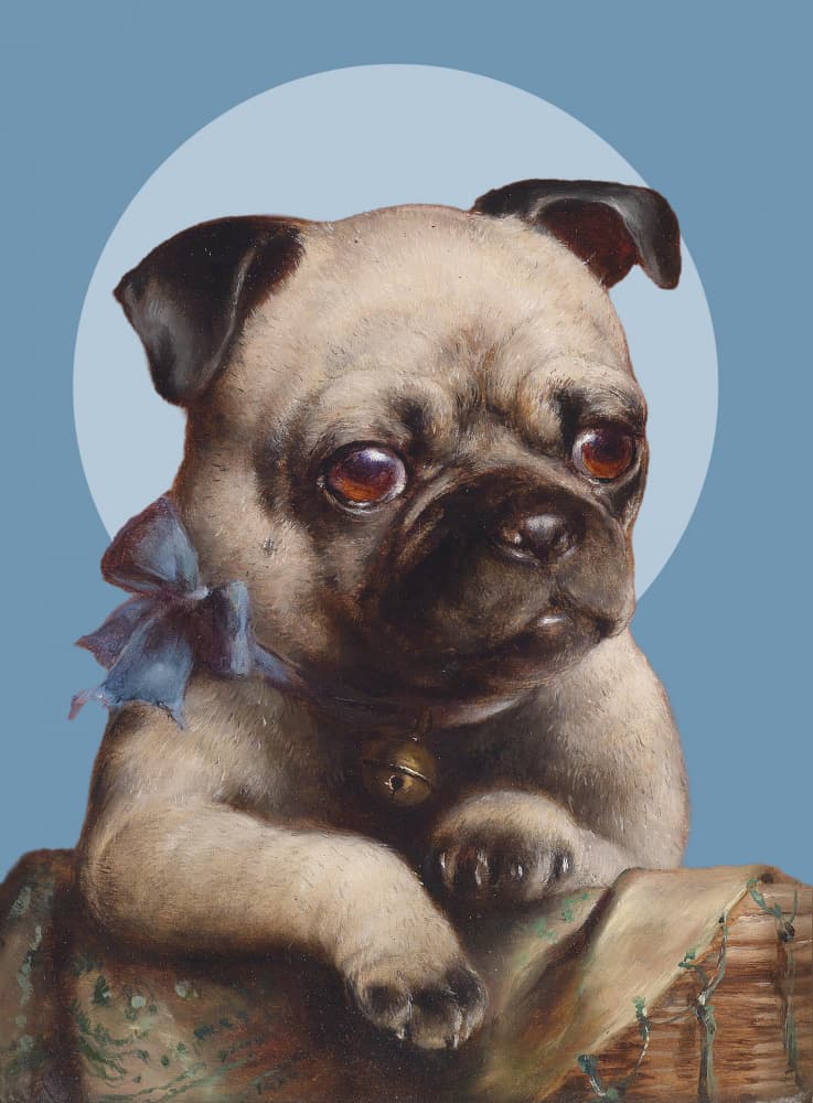 Cute Pug Puppy by Marja van den Hurk — canvas wall art