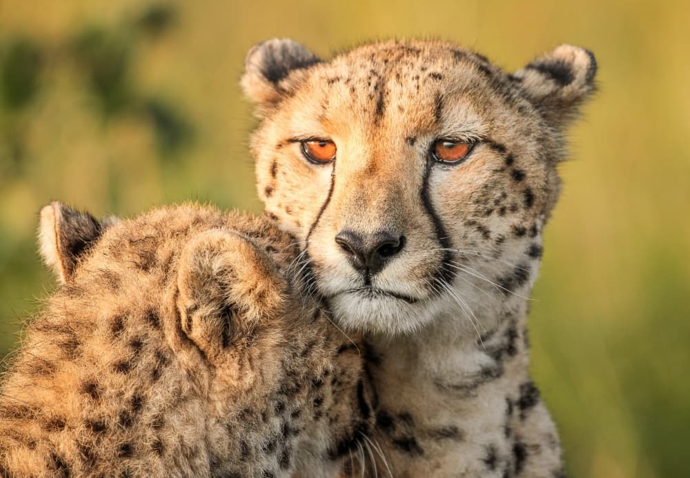 Cheetah Mother and Cub by Jaco Marx — canvas wall art