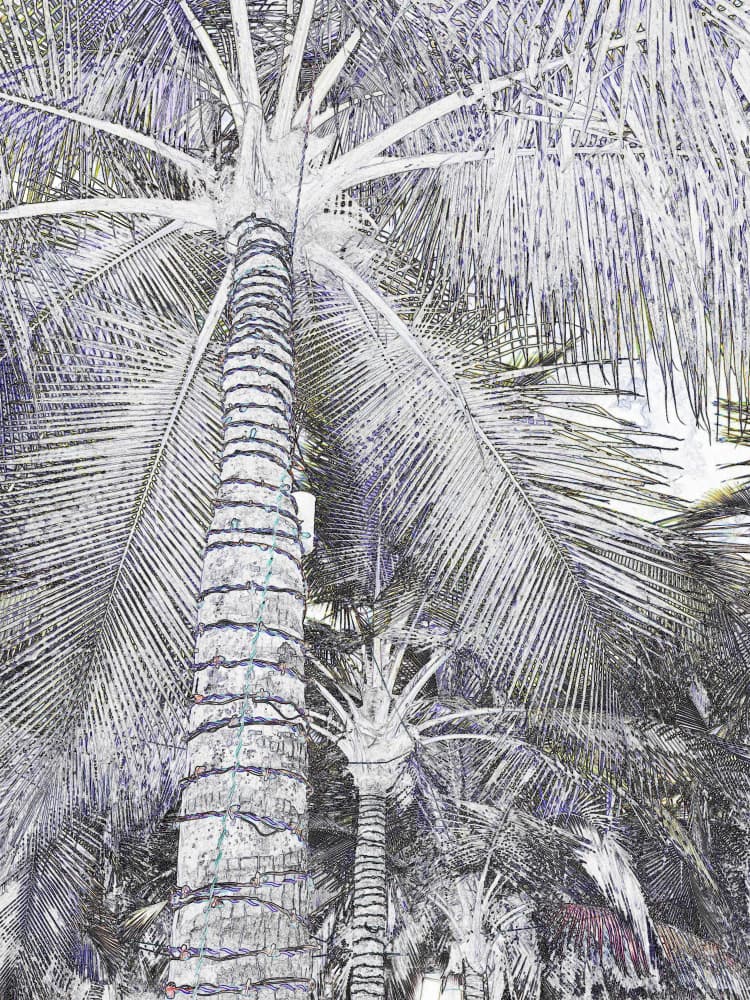 Tropical Palm Sky by Santhosh ch — canvas wall art