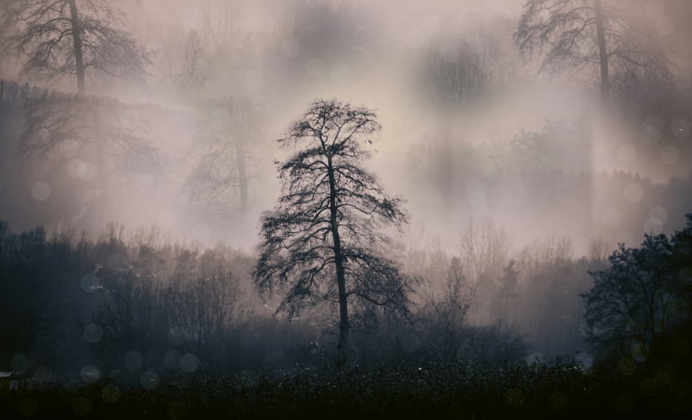Mysterious Winter Forest by Foto Tinca — canvas wall art