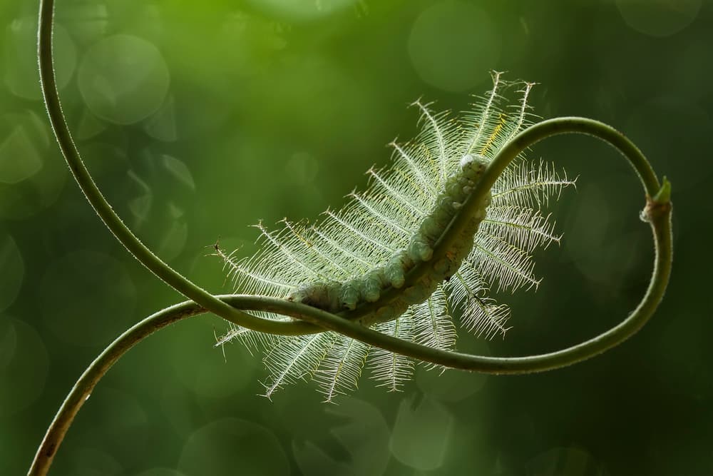 Green Spiny Caterpillar by Abdul Gapur Dayak — canvas wall art