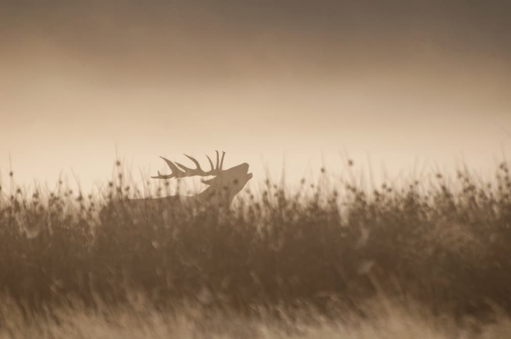 Misty Stag Bugle by Gheorghita Nemtanu — canvas wall art