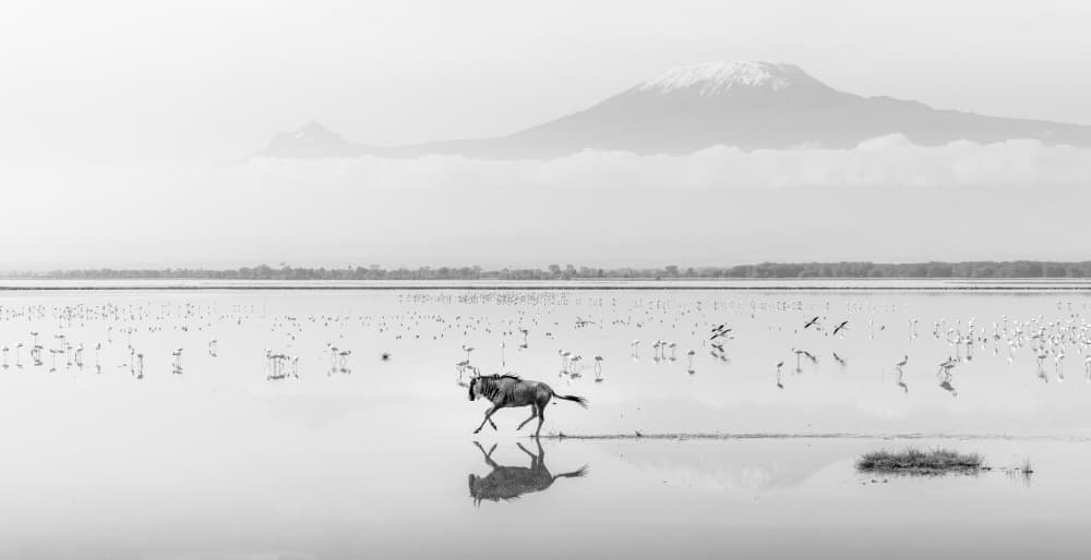 Wildebeest Water Reflection by Clint Ralph — canvas wall art