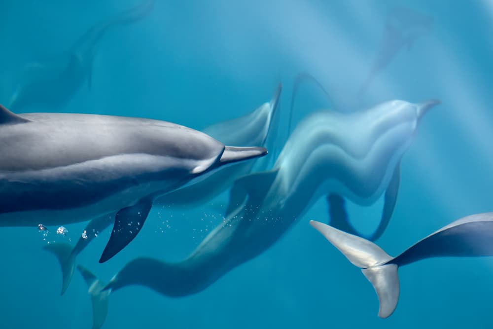 Dolphins Blue Water by Serge Melesan — canvas wall art