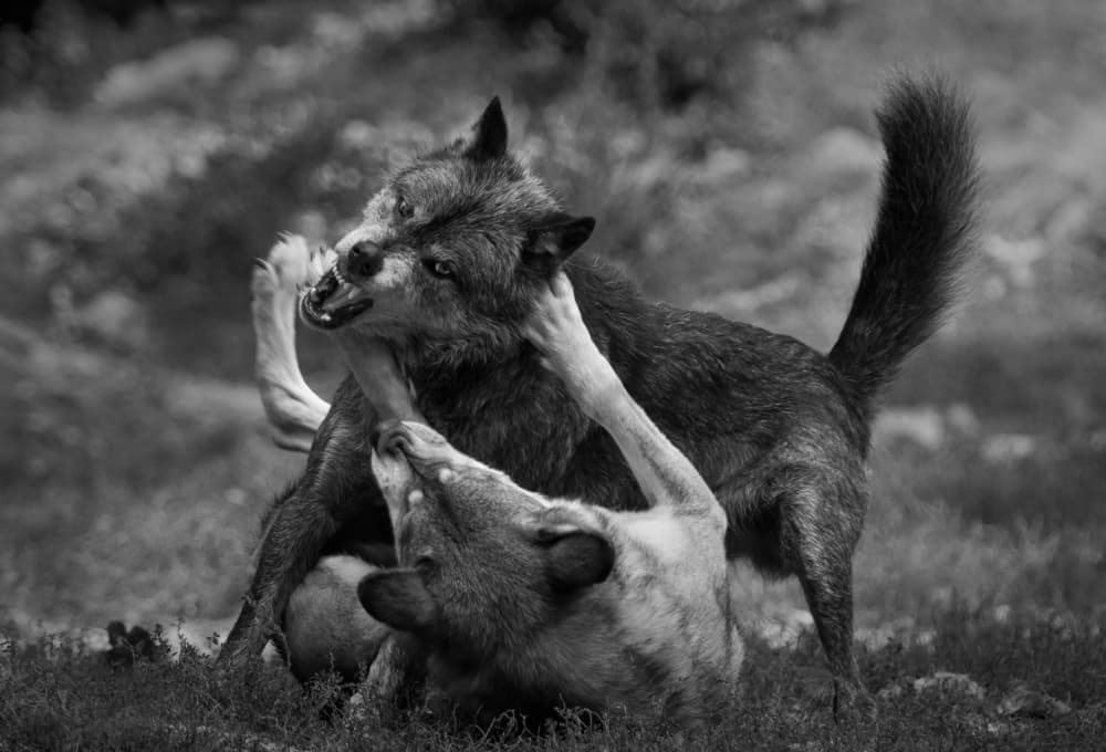 Wild Wolf Struggle by Sebastian Graf — canvas wall art