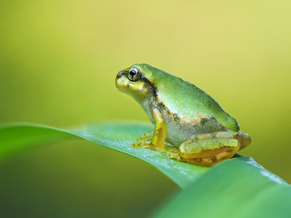 Vibrant Frog on Leaf by Takiko Hirai — canvas wall art