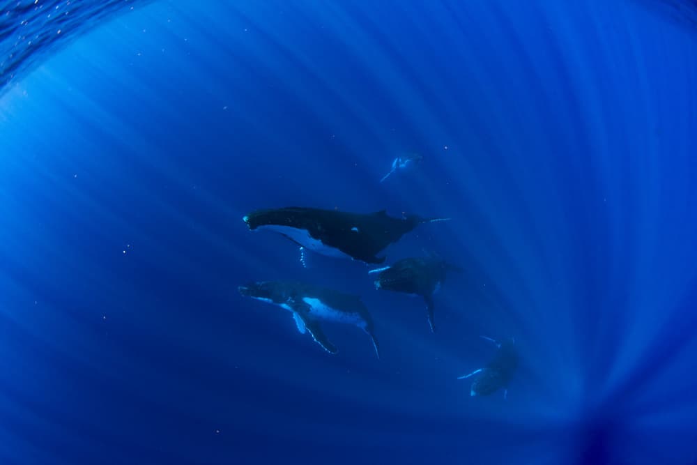 Majestic Humpback Whales Underwater by Andrea Izzotti — canvas wall art