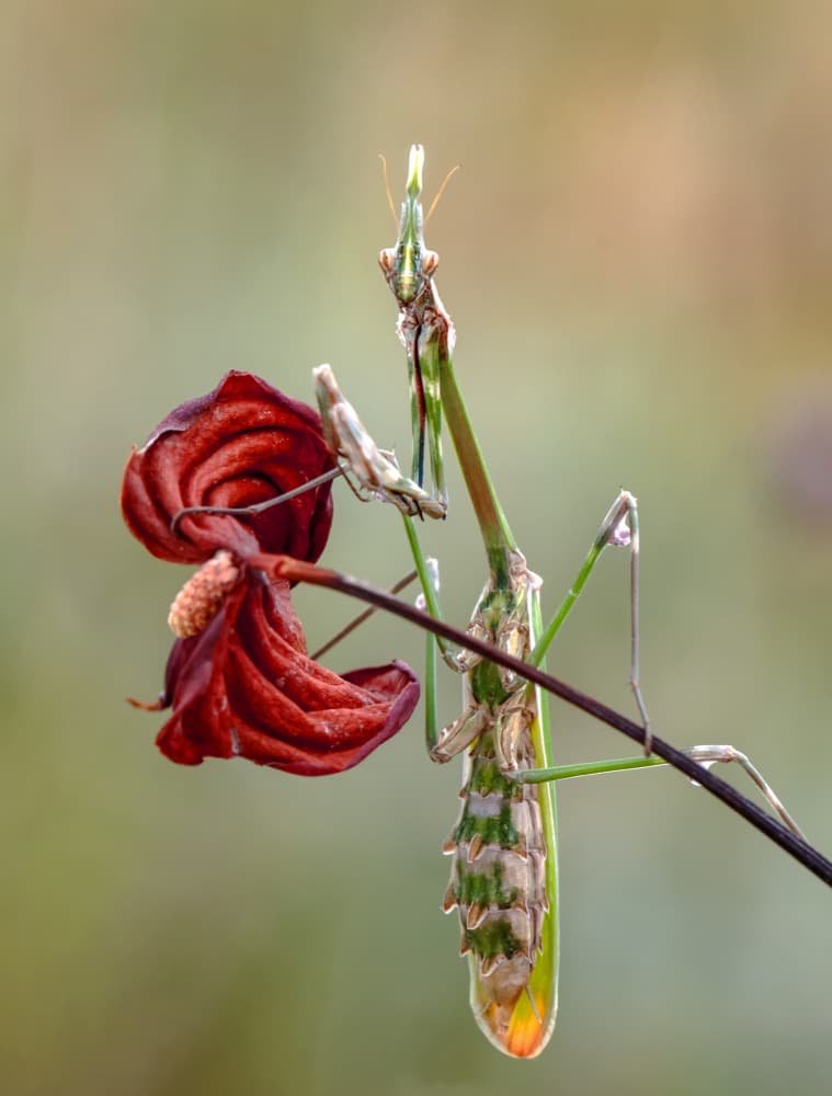 Praying Mantis Dried Plant by Mustafa öztürk — canvas wall art