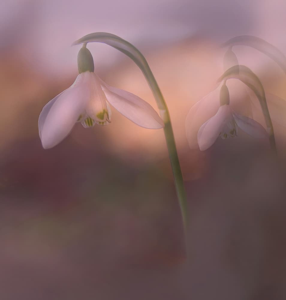 Soft Dreamy Snowdrops by Ylva Sjögren — canvas wall art
