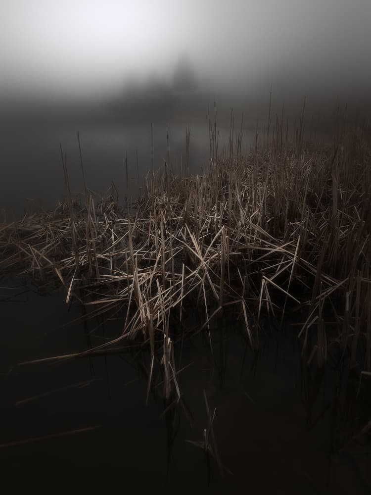 Dark Reeds Fog by Filippo Manini — canvas wall art