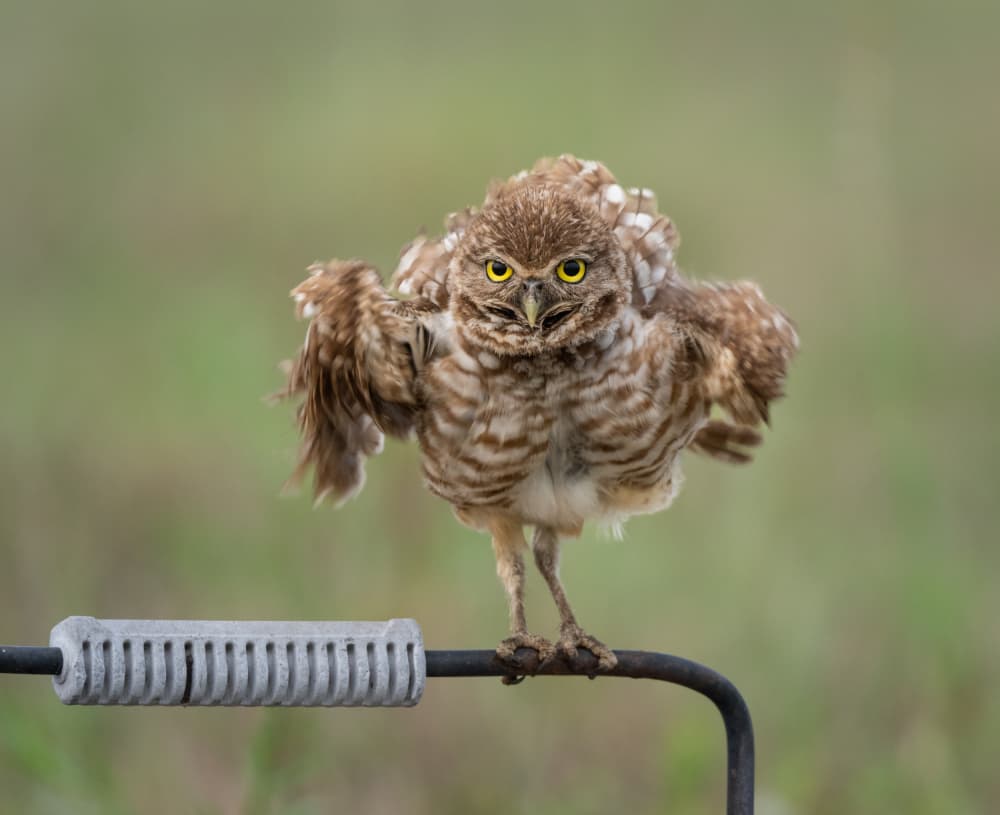Angry Burrowing Owl by Liwen Tao — canvas wall art
