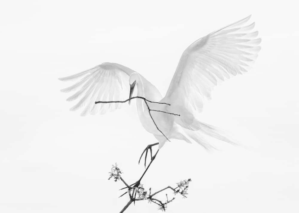 Graceful Egret Nesting by Qing Zhao — canvas wall art
