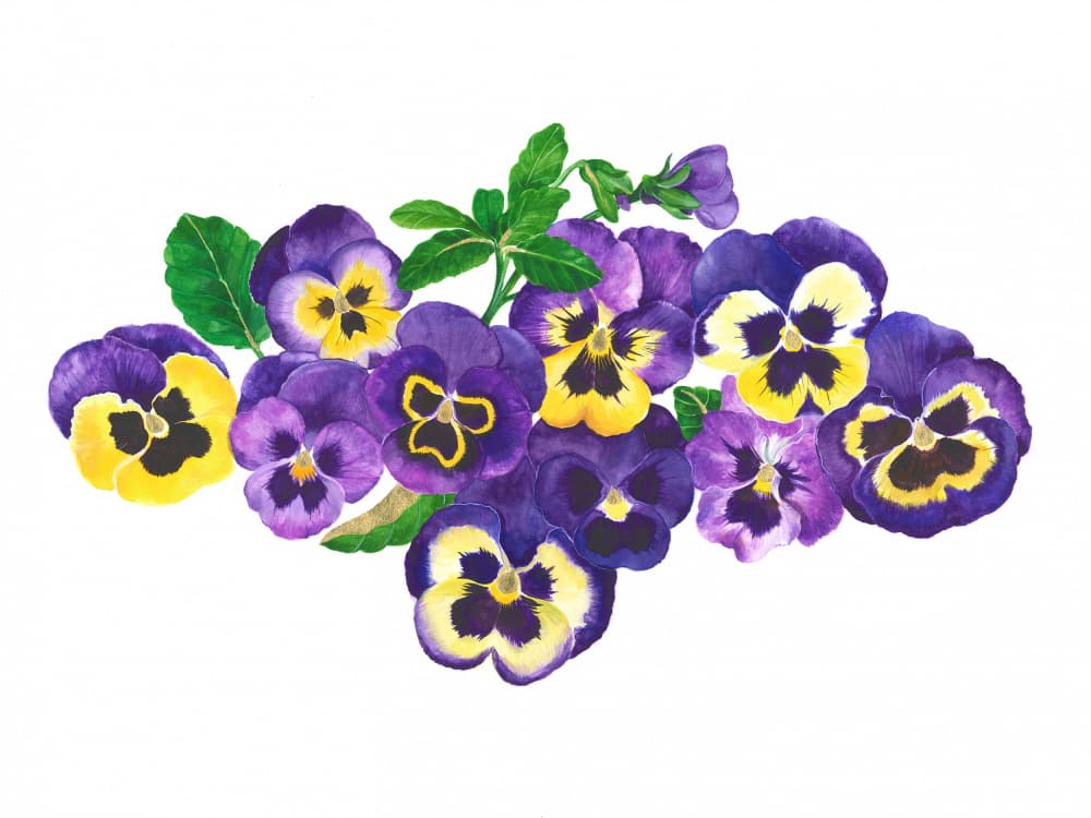 Purple And Yellow Pansies by Isabelle Brent — canvas wall art