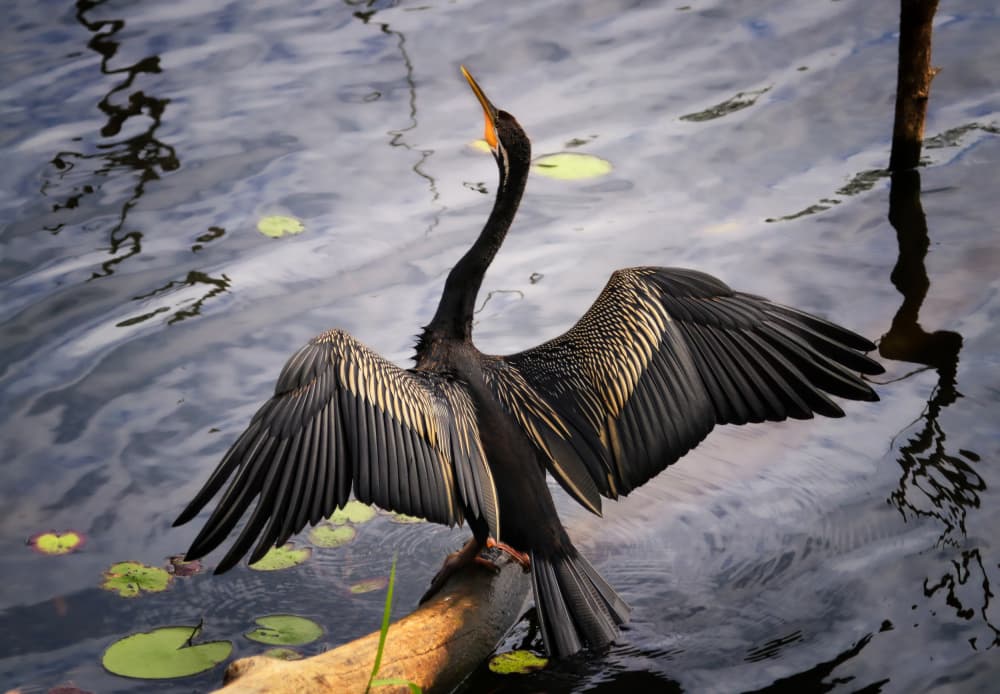 Anhinga Spreads Wings by Zina Heg — canvas wall art