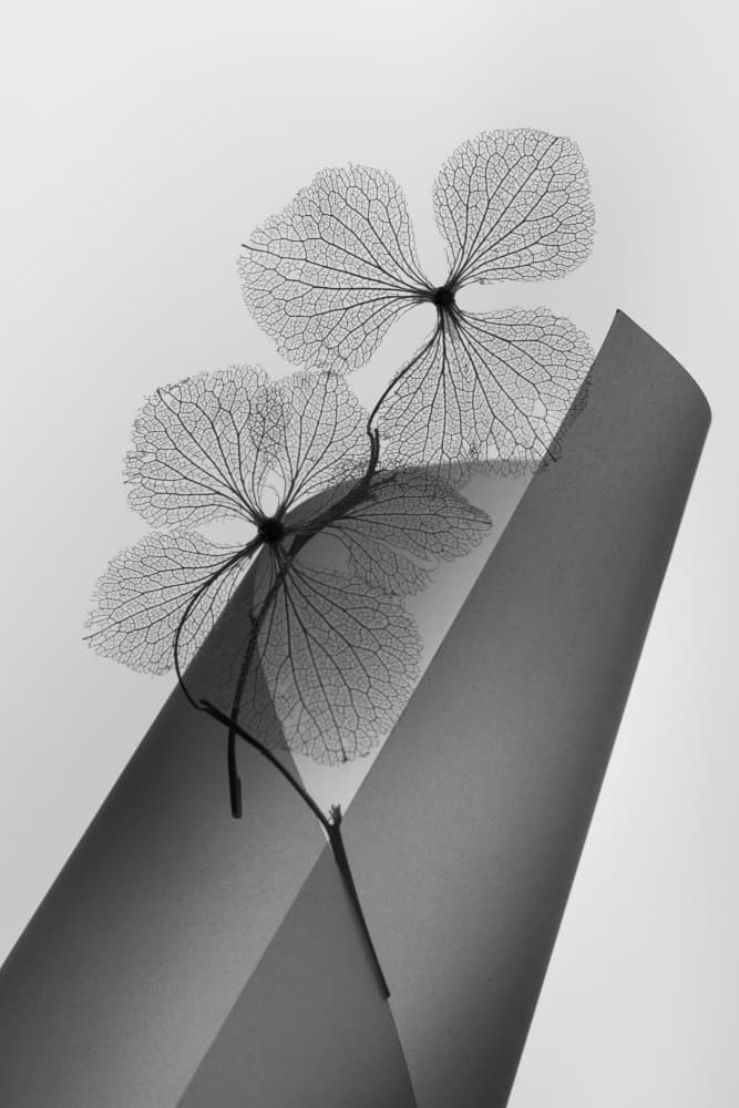 Delicate Skeleton Leaves by Shihya Kowatari — canvas wall art