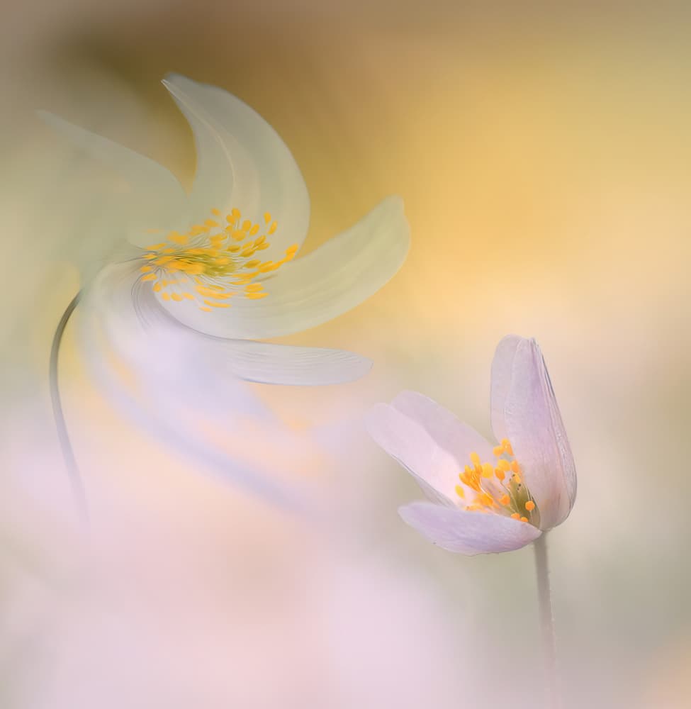 Dreamy Pastel Flowers by Ylva Sjögren — canvas wall art