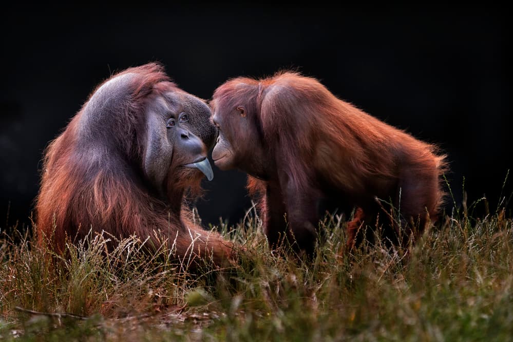 Intimate Orangutan Connection by Hugh Wilkinson — canvas wall art